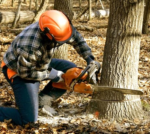 Tree Removal in Freedom, OK